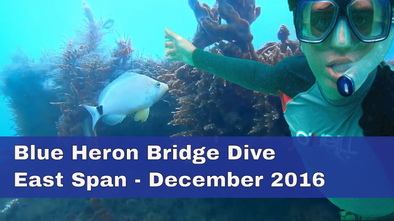 Blue Heron Bridge Dive East Span YouTube