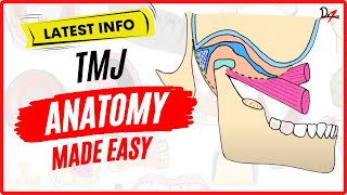 TMJ Anatomy: Easy Temporomandibular Joint Explanation