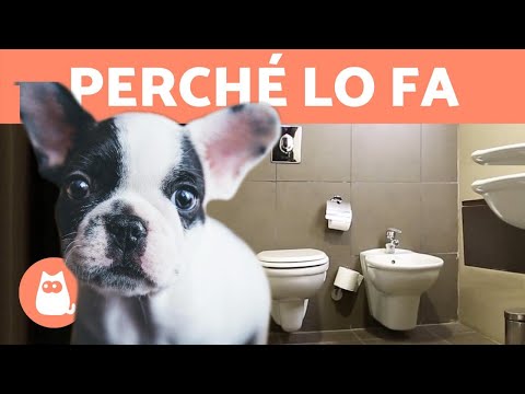 Video: Perché il mio cane mi segue al bagno?