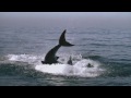 Boards Of Canada - Dayvan Cowboy (HD Unofficial Video)