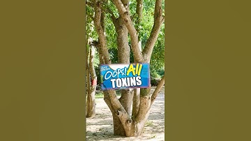 This is the worlds DEADLIEST Tree