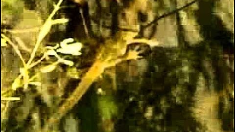 C:\Documents and Settings\2049038\My Documents\My Videos\newts.wmv