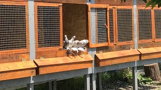 картинка: Что это за голуби - за 2 минуты уходят в Точку 