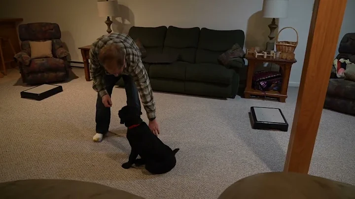 Cody Training for Obedience Work