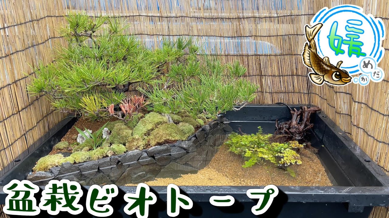 トロ舟ビオトープの作り方！盆栽を使ったメダカのビオトープが渋すぎる