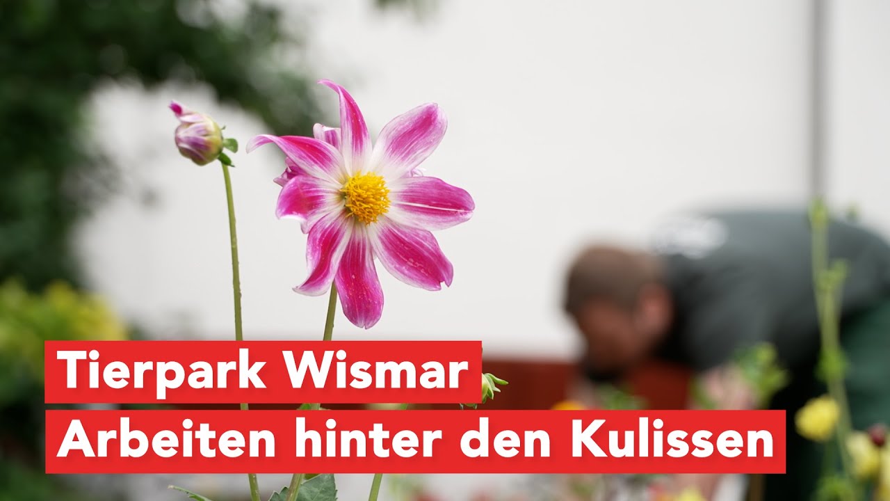 Stress und Überforderung: Wenn die Arbeit unglücklich macht I Soll ich…? bei 37 Grad