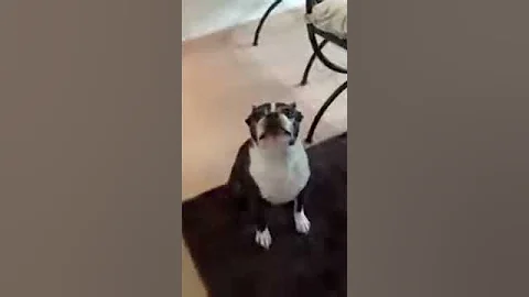 Halo the Boston Terrier Has Something To Say!