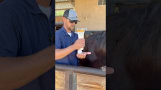 PRO TIP: Detangler makes brushing so much easier👏 # #equine #horse #horsecare #horsegrooming #farm