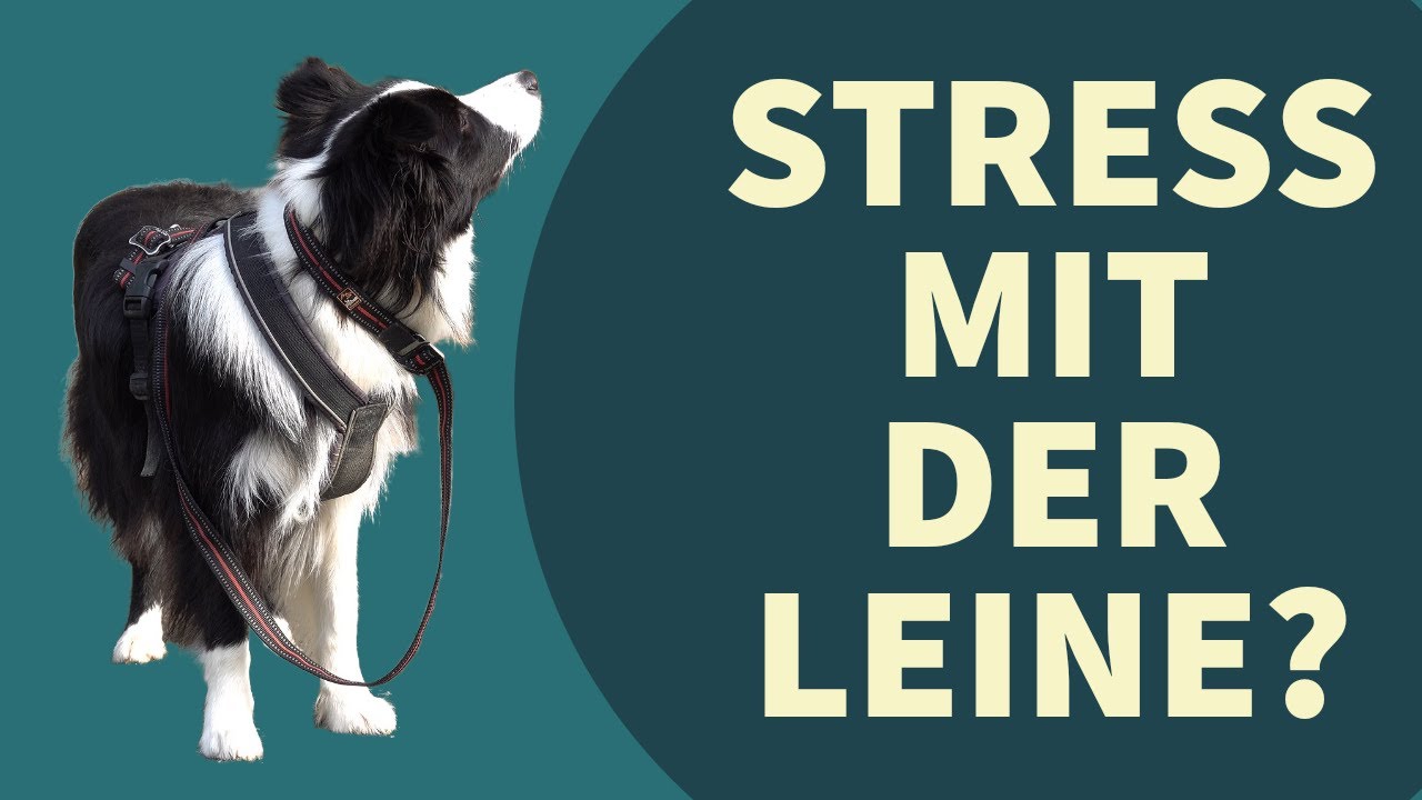 LEINENFÜHRUNG ohne STRESS trainieren - Tipps zu einem Traumhund an lockerer Leine + No-Gos