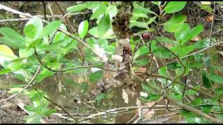 Bird building a nest Pasir Ris Singapore