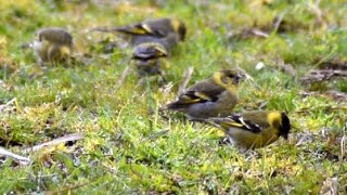 Aves de Chile | Cantos Zona Sur #18