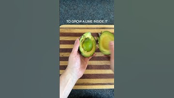 GMO Avocado Monstrosity #avocado #gmo #guacamole