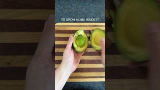 GMO Avocado Monstrosity #avocado #gmo #guacamole