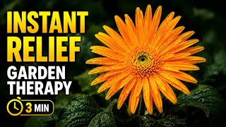 Need 3 Minutes of Peace? Look At This Gerbera Daisy (Stress Relief) 🌷🍃 screenshot 4