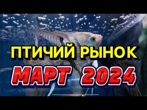 ПТИЧИЙ РЫНОК, САДОВОД, МОСКВА. ОБЗОР МАРТ 2024 год. Интересные рыбы и растения на птичке