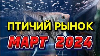 ПТИЧИЙ РЫНОК, САДОВОД, МОСКВА. ОБЗОР МАРТ 2024 год. Интересные рыбы и растения на птичке