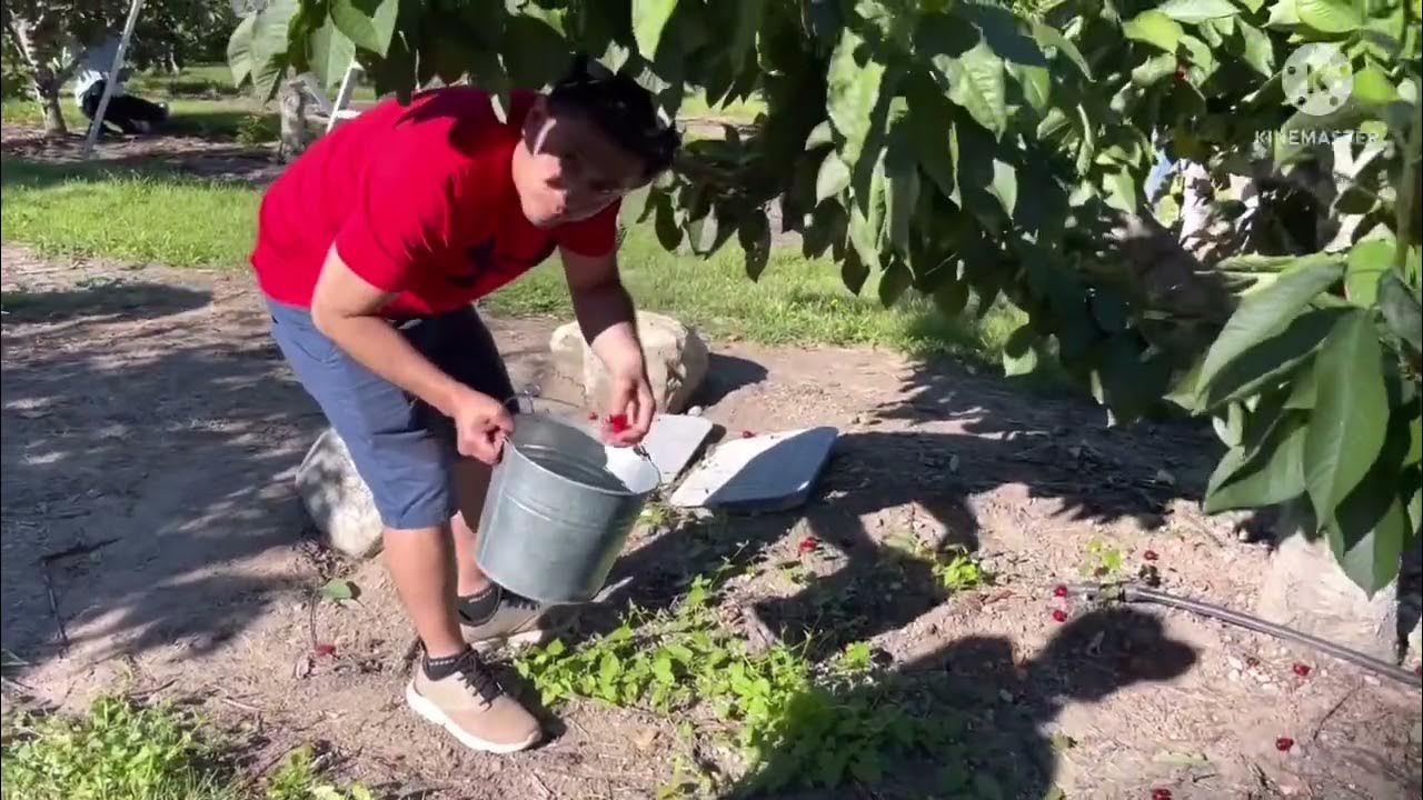 Cherry Picking at Kempf Orchards Kelowna BC YouTube