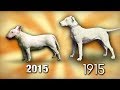 Volution de 4 races de chiens sur 100 ans