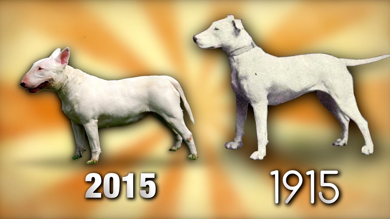 évolution De 4 Races De Chiens Sur 100 Ans