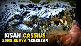 Kisah Hidup Cassius Sang Buaya Terbesar