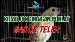 KICAU JONGKANGAN COKLAT GACOR TELER.