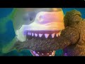 Kong VS Meg