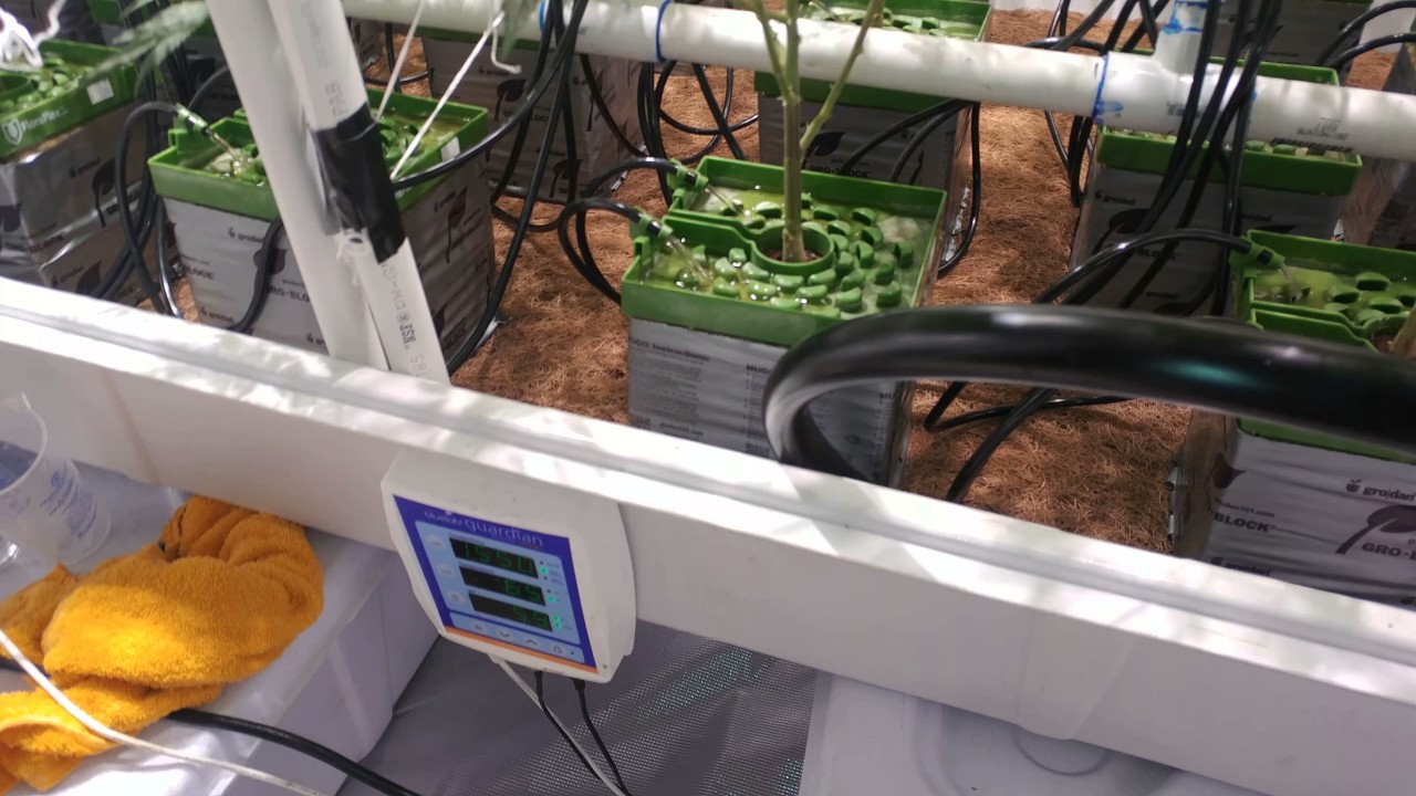 Snoop's Premium Nutes! - Begin Week 3 Flower!