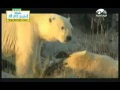 الدب القطبي :: الحدود البيضاء :: المجد الوثائقية