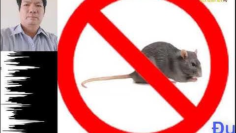 #nhanongnoitv Tiếng mèo và sóng âm đuổi chuột- dùng ban đêm rất hiệu quả