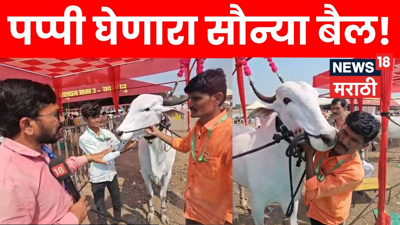 Parli News | 60 लाखांची बुटकी म्हैस, पप्पी घेणारा बैल! बीडमध्ये पशुप्रेमींसाठी पर्वणी | N18V