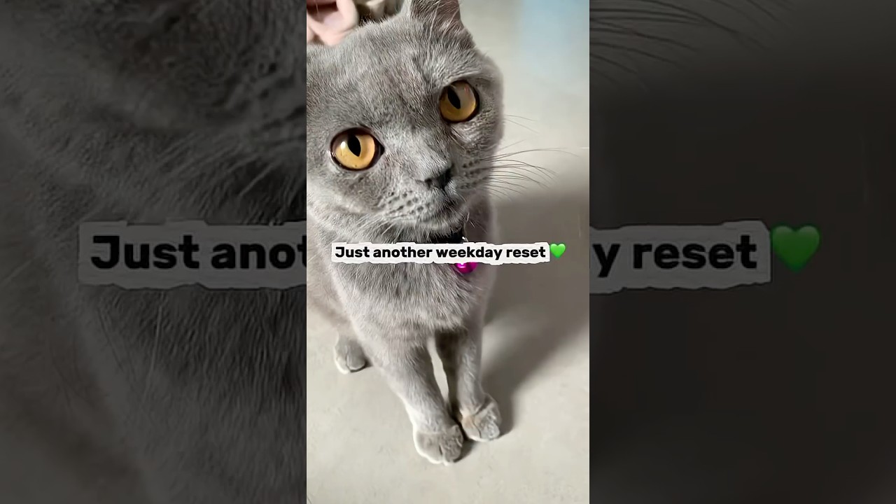 Just Another weekday reset 🍃