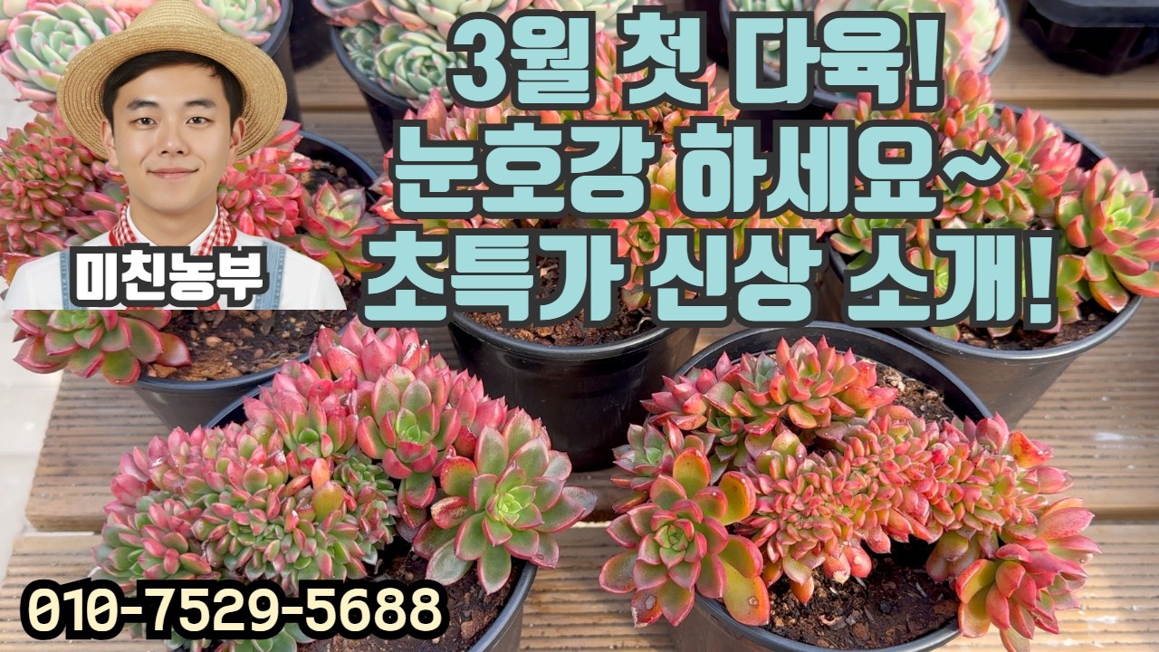 3월 봄 만큼이나 싱그러운 아이들 소개합니다! 한층 더 이를 갈고 나온 미친농부 다육 보고가세요!