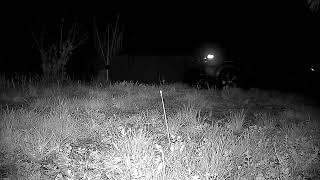 I See You Cat Peeking Into Backyard Camera