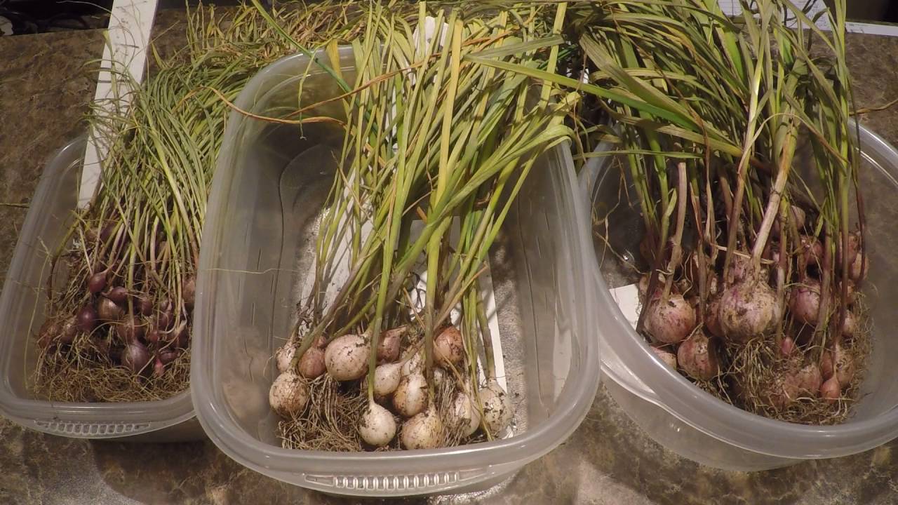 Discussion on Garlic Rounds and Growing Garlic Bulbils YouTube