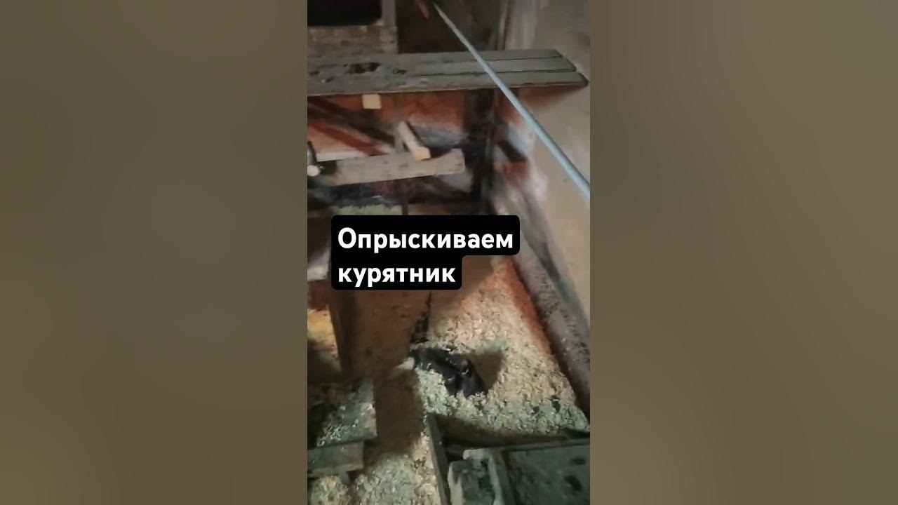 Мы используем Бинакар средство от блох, клещей и других паразитов, для ...
