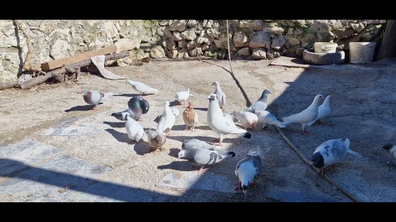 ERKEK GÜVERCİNLER FAZLA AKTİF