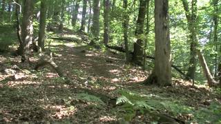Specialized Status 1 - DownHill Golovec