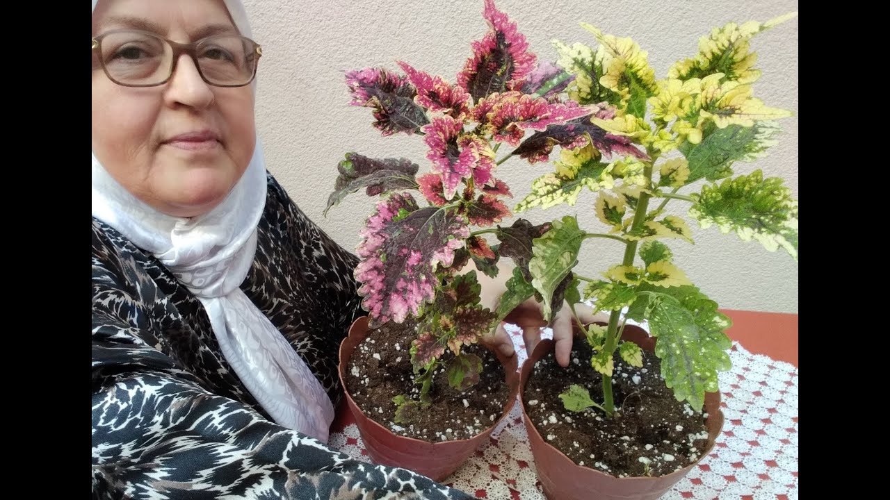 YAPRAK GÜZELİ (KOLYOS) ÇİÇEĞİMİZİN BAKIMI VE ÜRETİMİ NASIL YAPILIR ?