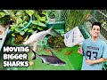 Iridescent shark  shifting bigger sharks to balcony pond  balcony pond fishes