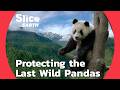 How Wild Giant Pandas Protect Entire Ecosystems: Panda's Role in Saving Biodiversity | SLICE EARTH