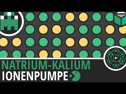 Natrium Kalium Ionenpumpe einfach erklärt│Biologie Lernvideo│Learning Level Up