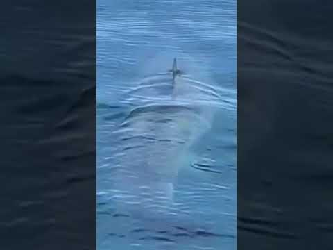 Massive 30Ft Great White Shark