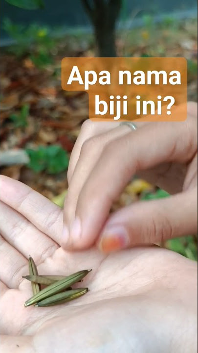 Ketika Yasmine ketemu biji ini, bisa meledak ketika diguyur air #campinglife #shorts #shortsyoutube
