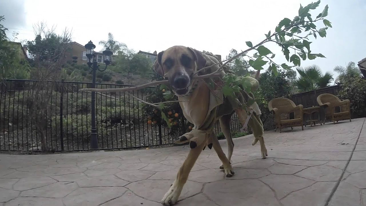 Dinosaur Living in my Backyard - YouTube