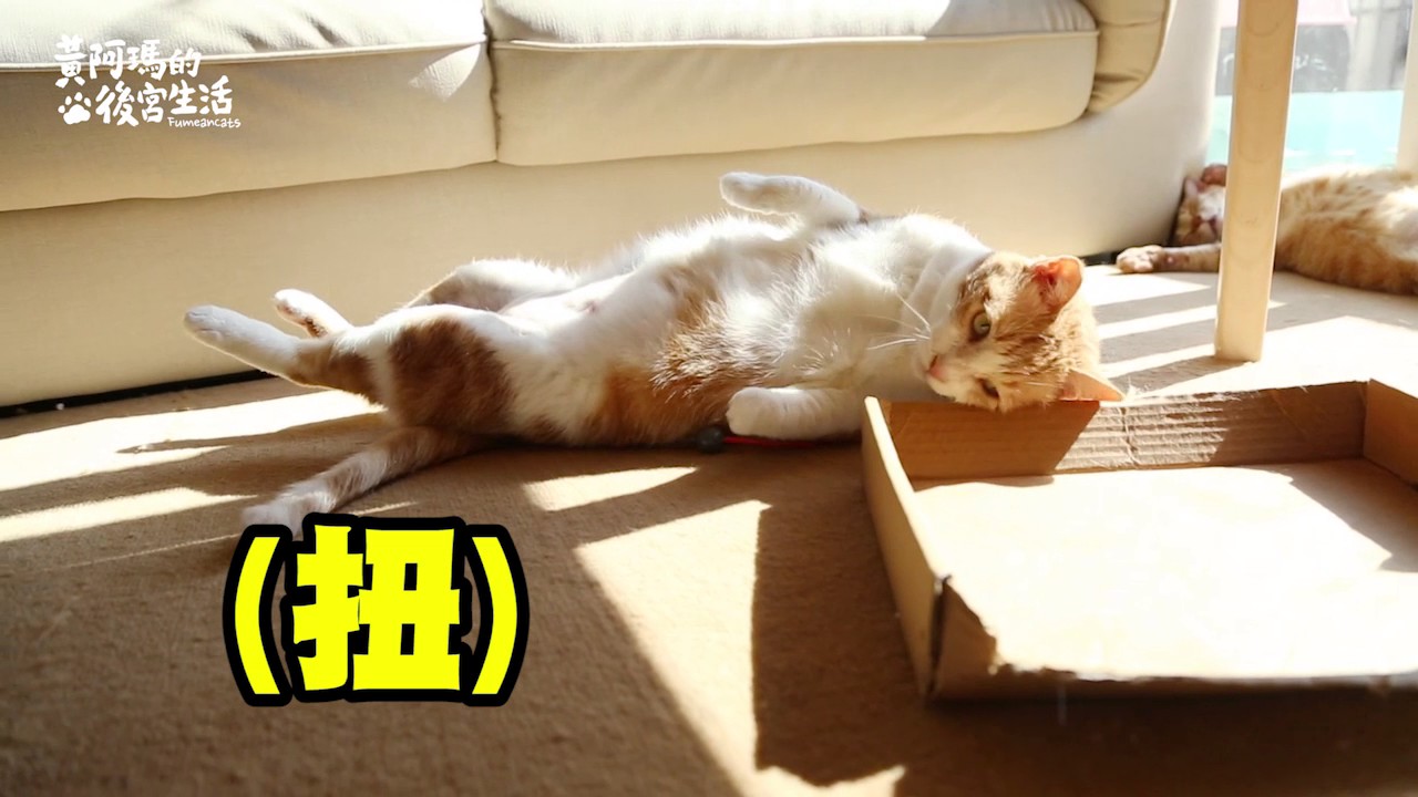 【黃阿瑪的後宮生活】三腳的一天（三腳滿十歲了！）