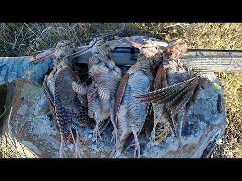 ტყის ქათამზე ნადირობა. Hunting for forest hen.@...