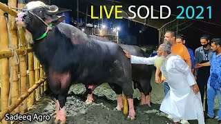 Biggest Nili Ravi Buffalo, Messi 2, Deshal, Aussie, Ongole Bull LiveSold Sadeeq Agro 2021 Bangladesh