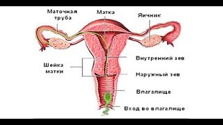 pH помогает забеременеть