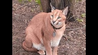 Cute Floppa Adolf Kerr : Caracal