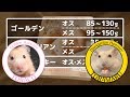 ハムスターの体重測定。【ゴールデン&ジャンガリアン】/Weight measurement of a hamster.